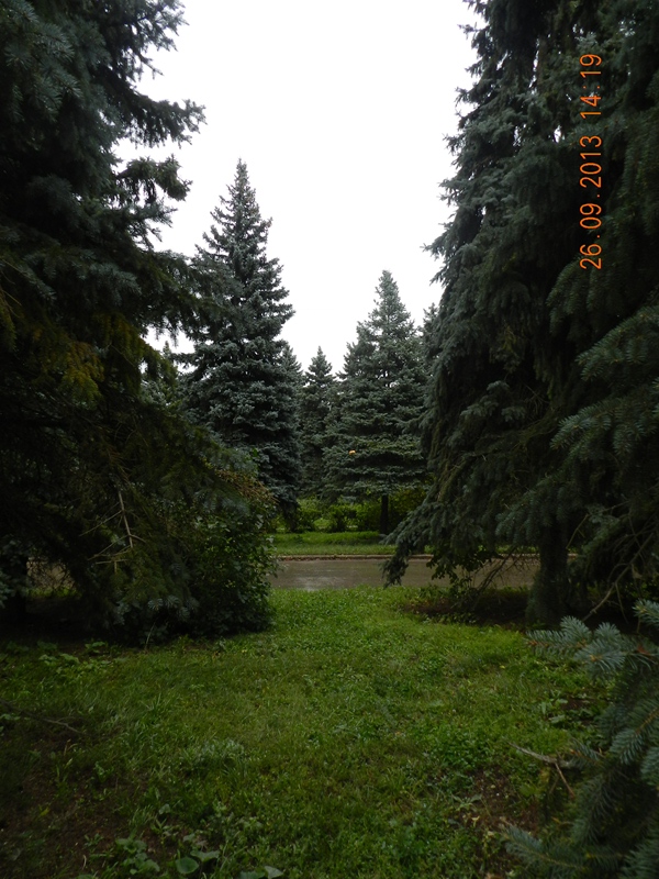 Голубые ели - настоящее украшение парка.